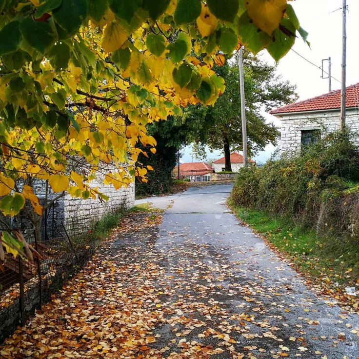 μαυροδαφνη_3