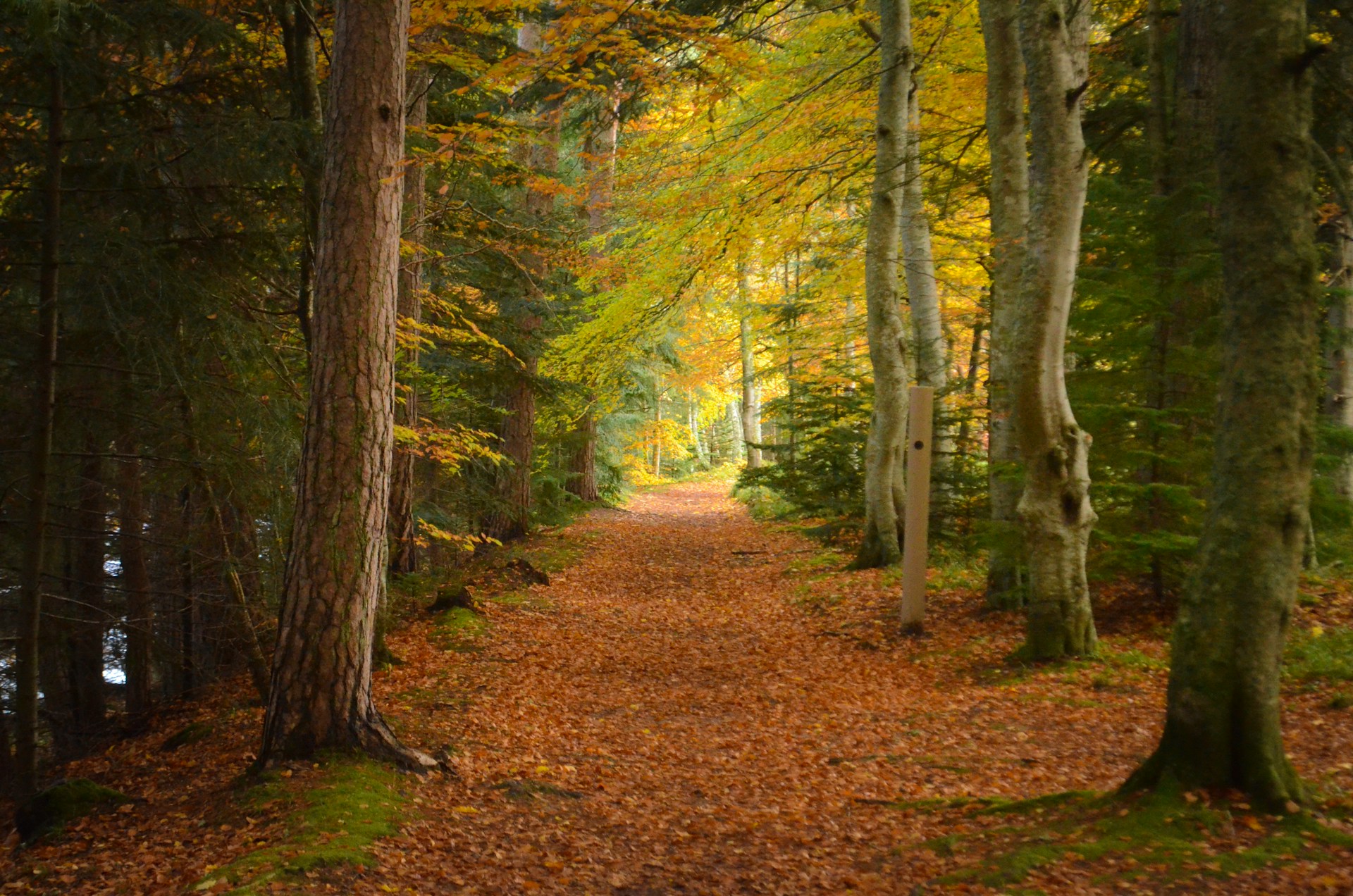scotland_6unsplash