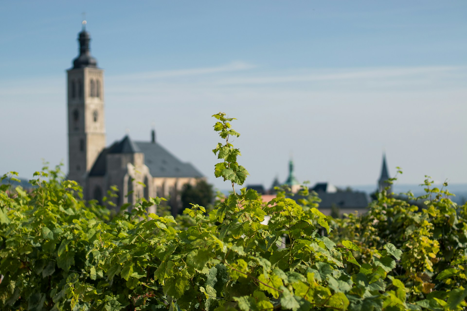 germany_vineyard_2-unsplash