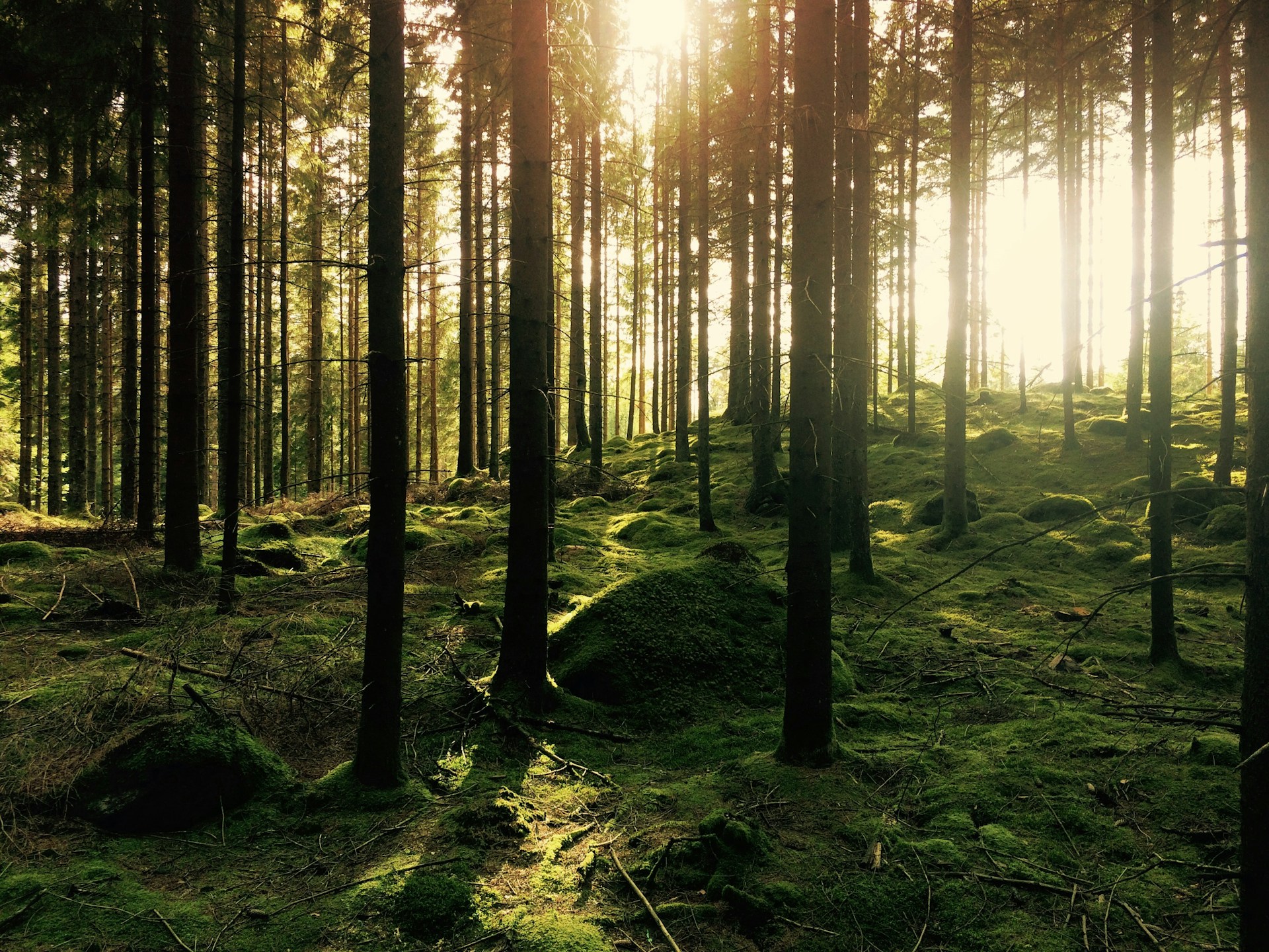 sweden_3unsplash