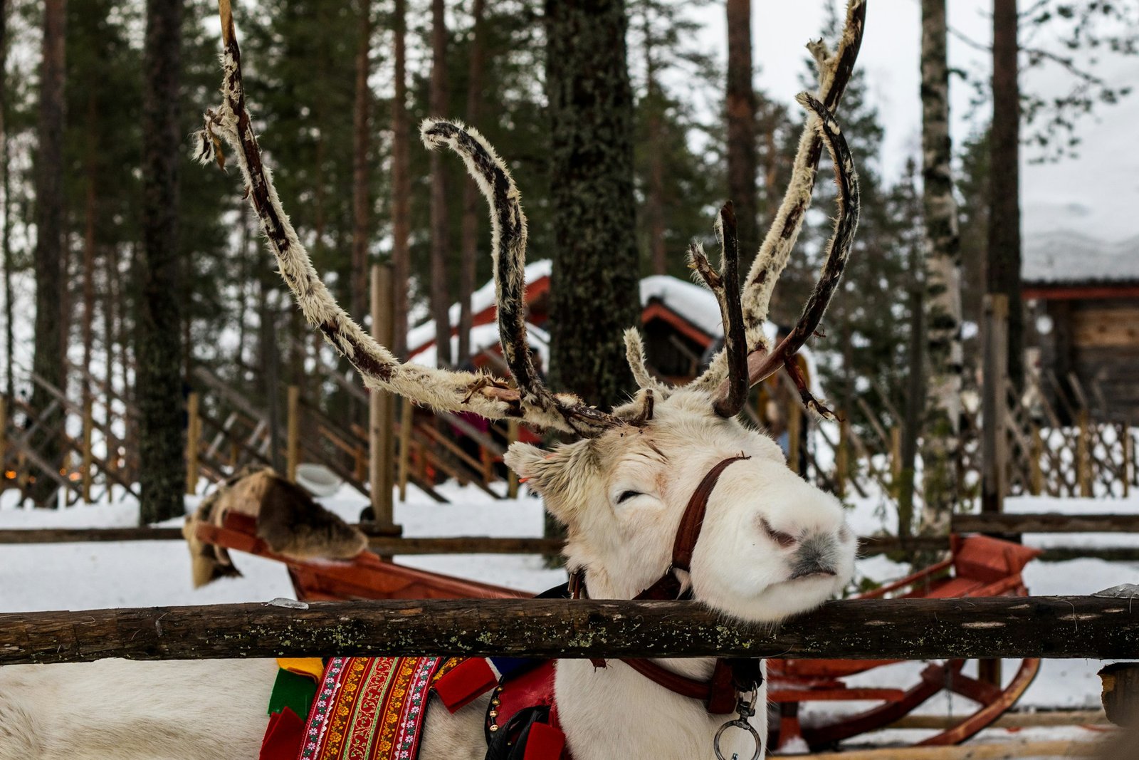 rovaniemi_2-unsplash