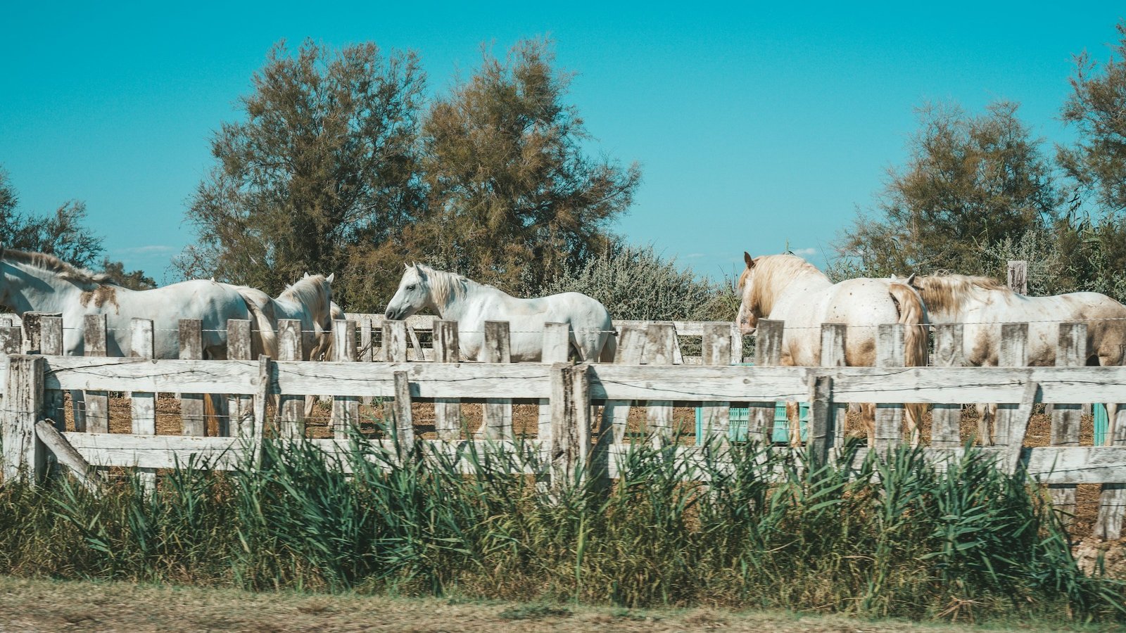 Camargue-1-unsplash