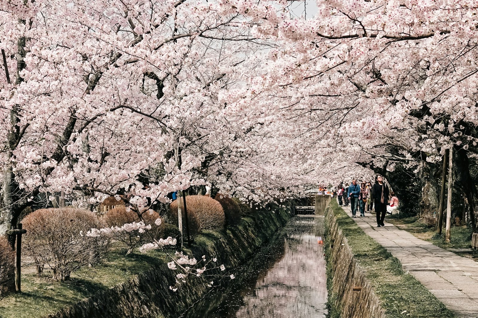 cherry trees-kyoto-unsplash