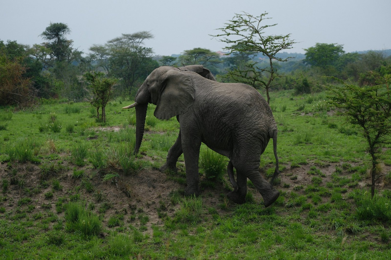 queen-elizabath-park-1-unsplash