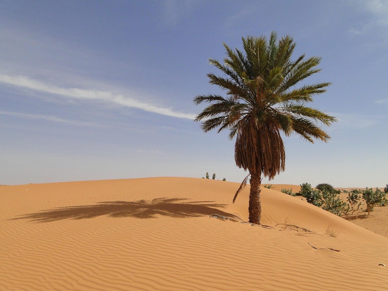 maxos_dim-palm-731984_1280