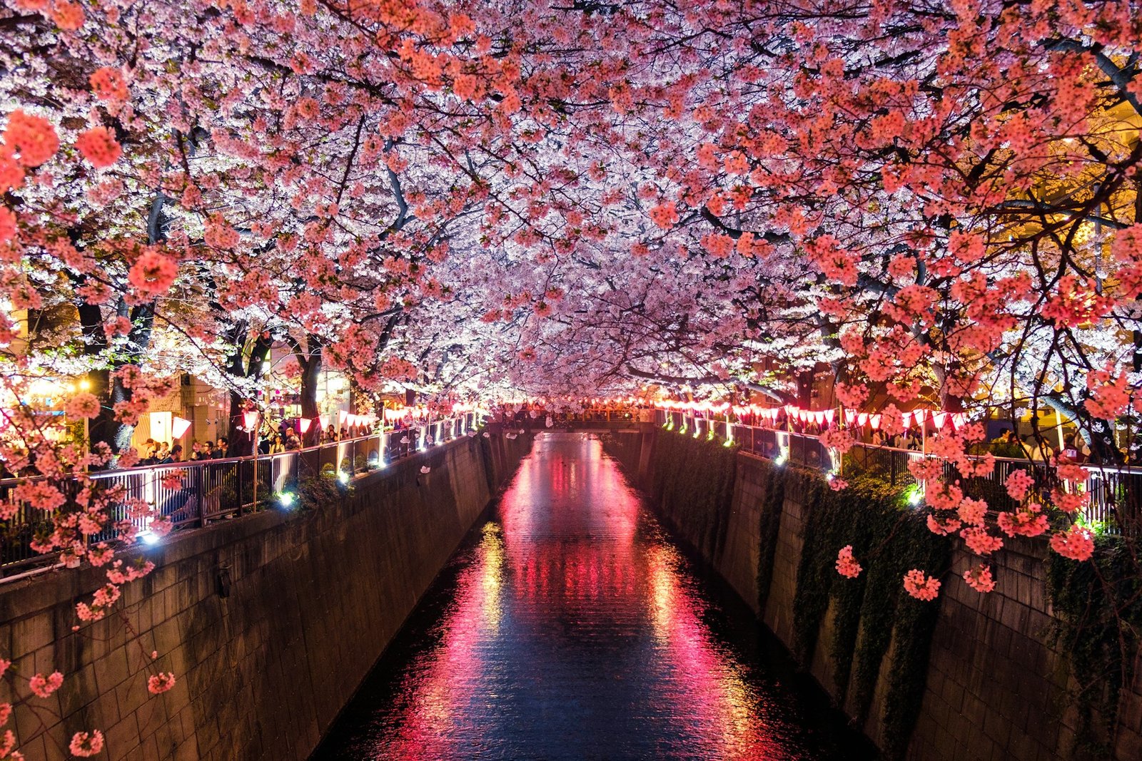 japan-sora-sagano-photo-unsplash