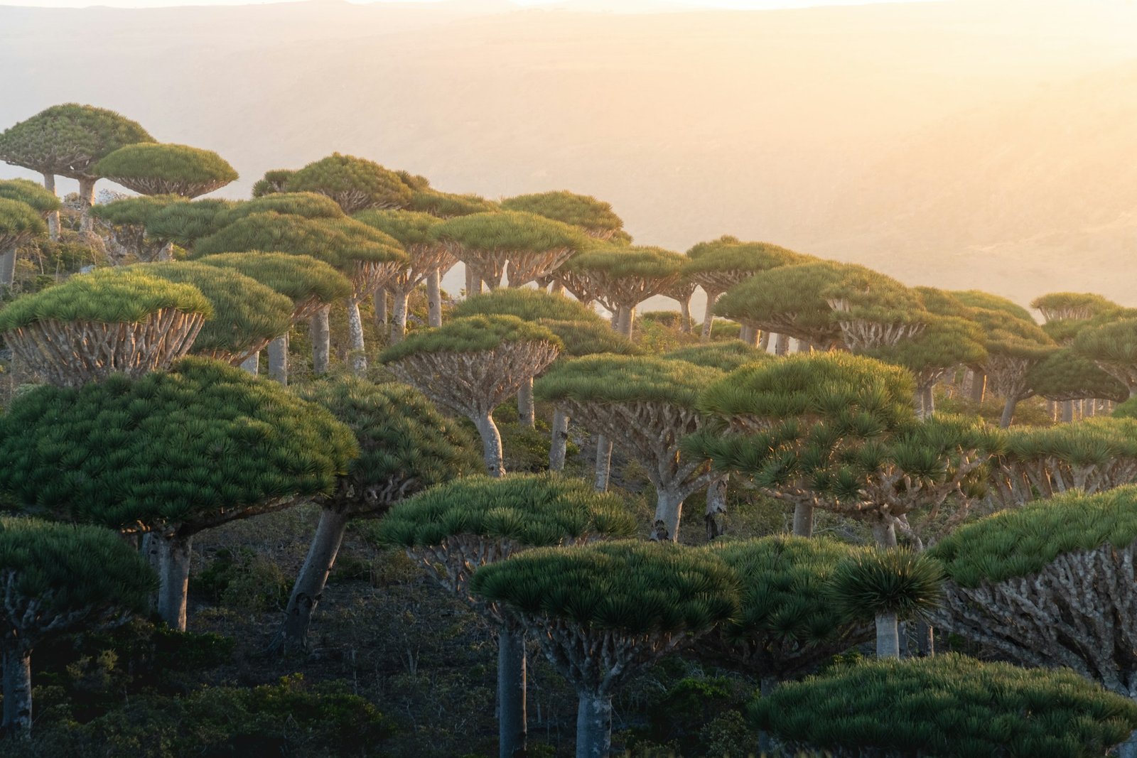 andrew-svk-Socotra -unsplash