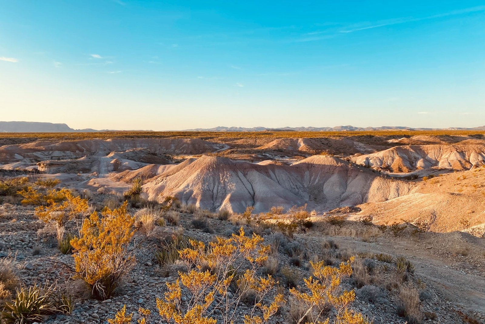 desert-rose-texas-unsplash
