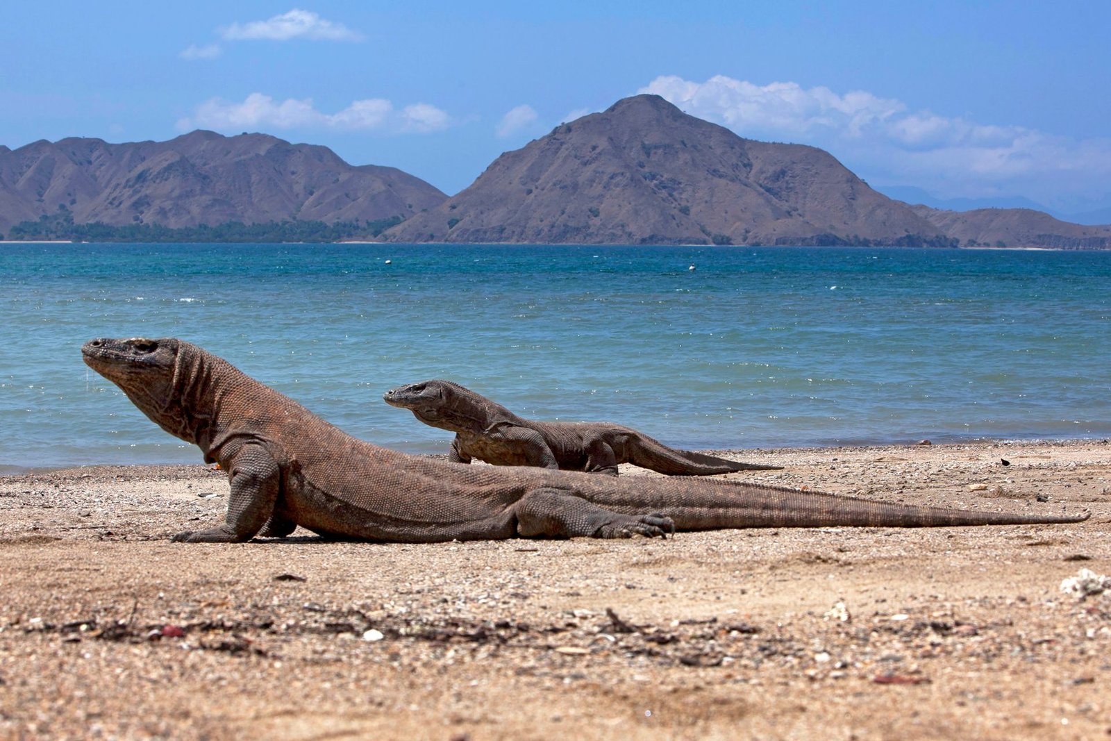 pexels-andromeda99-8komodo-dragon