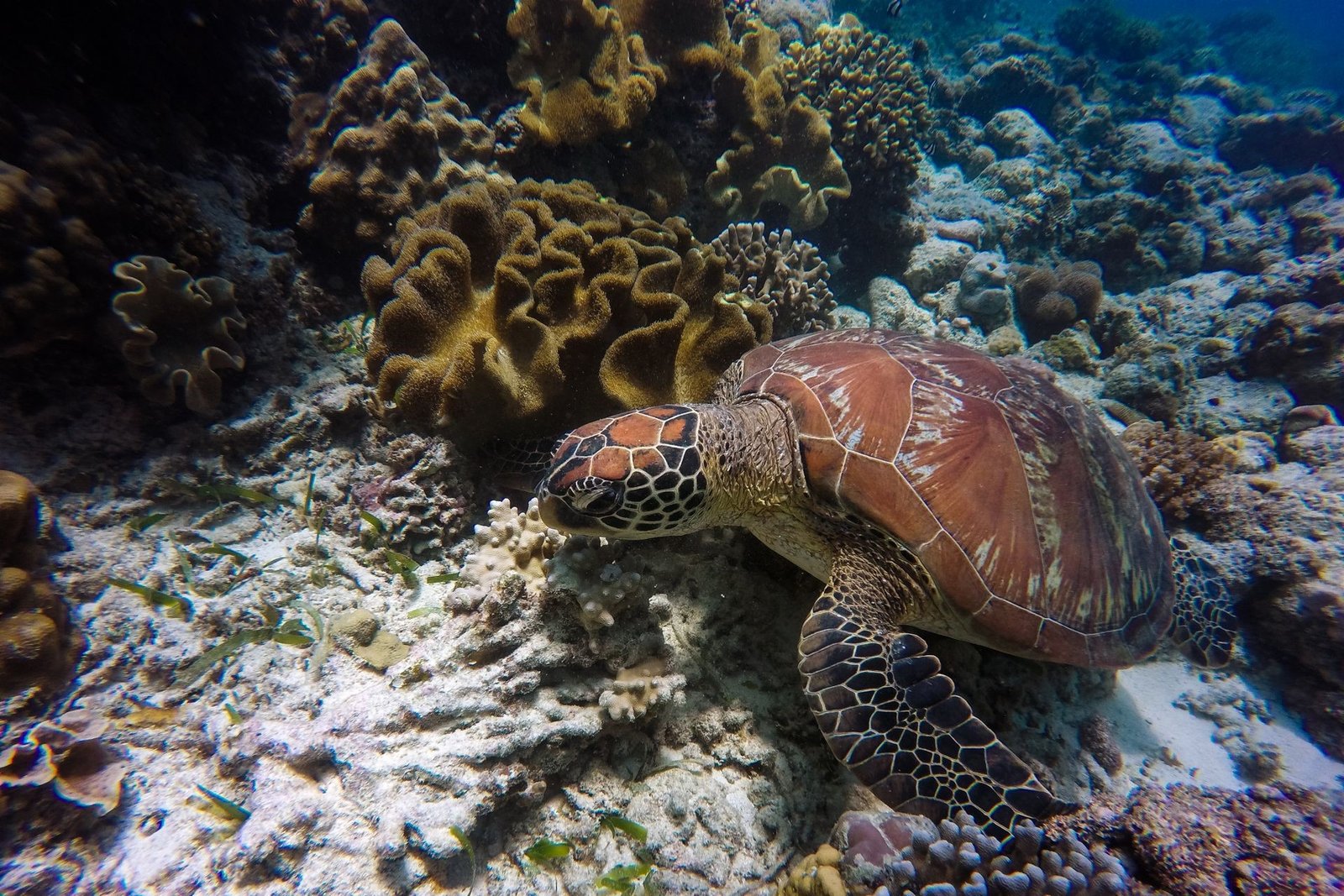 pexels-cahilrom-sea-turlte