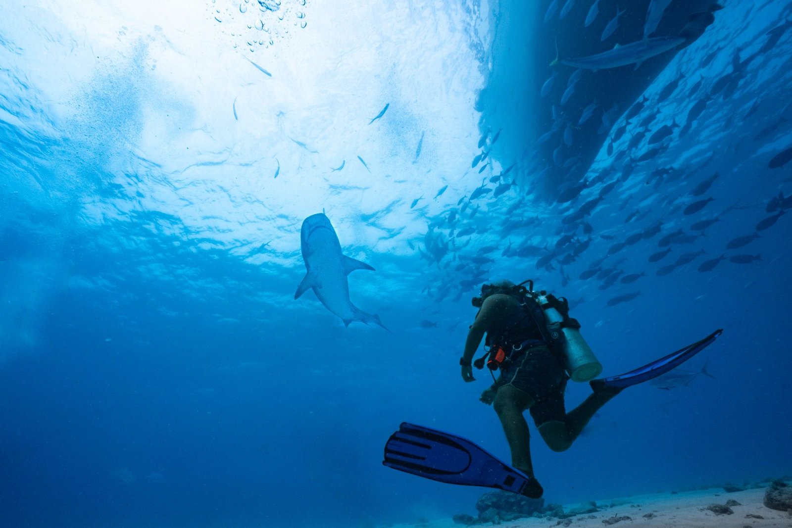 pexels-pexels-user-193600335-reef-shark