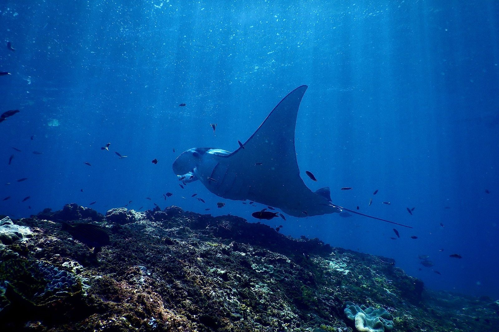 pexels-svetlana-obysova-manta-ray