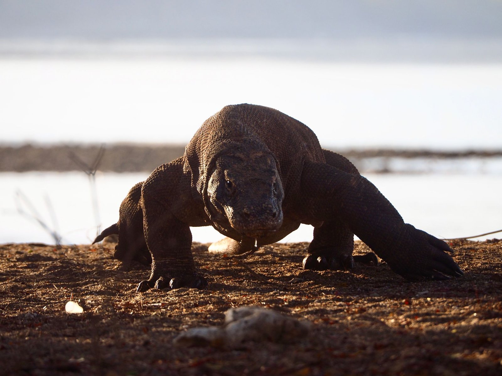 pexels-timon-cornelissen-komodo-dragon