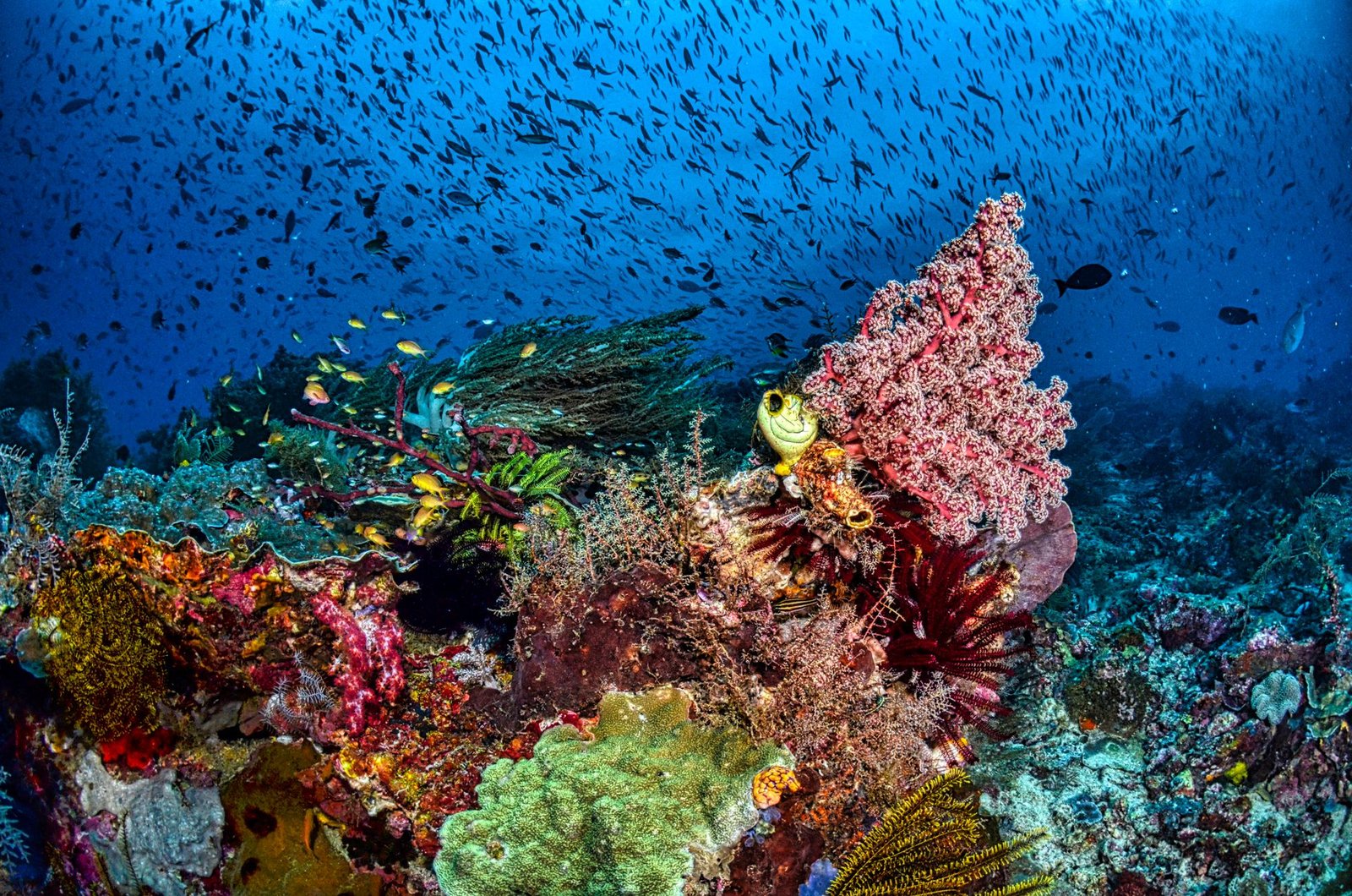 pexels-tomfisk-reef