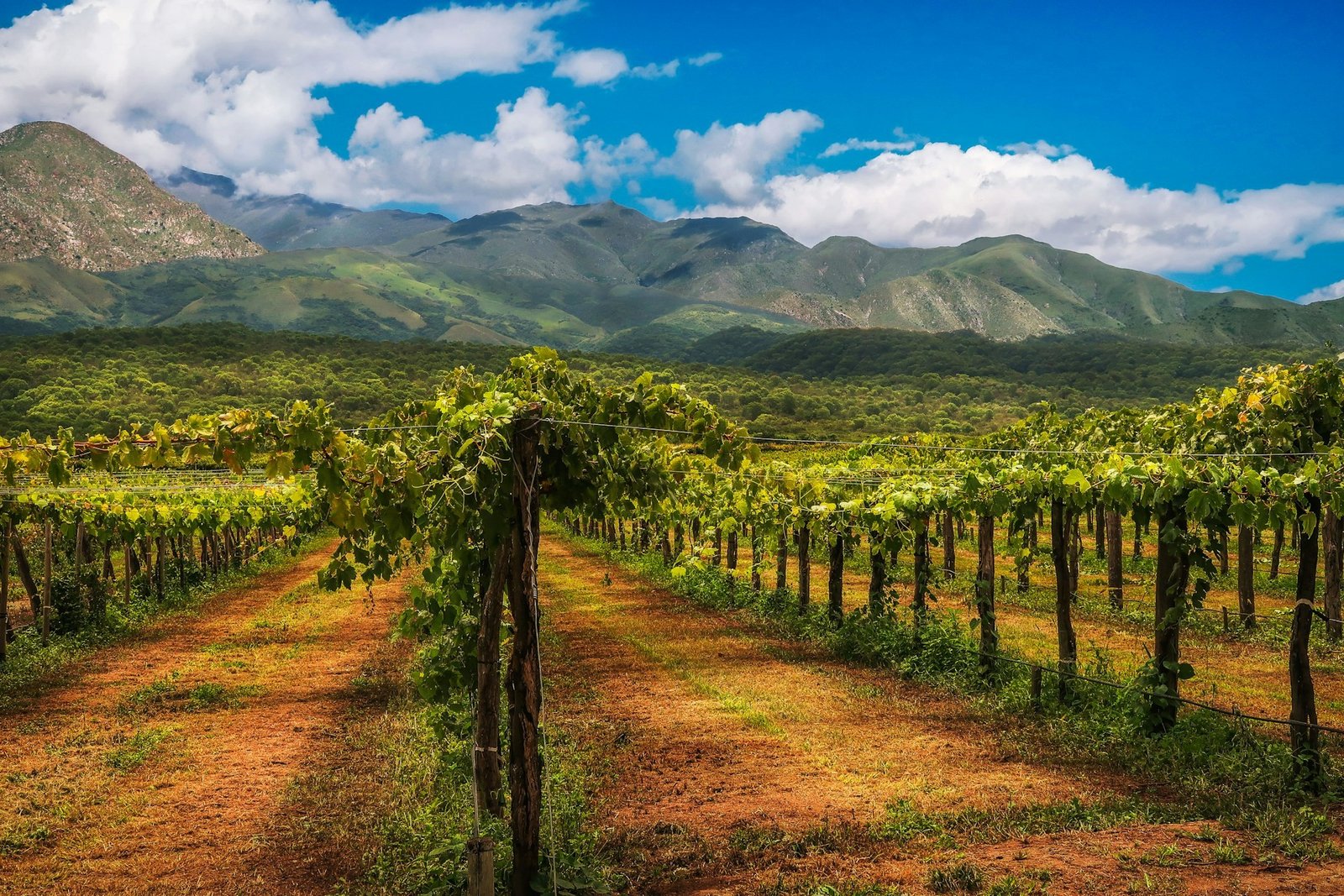 hector-ramon-perez-wine-unsplash