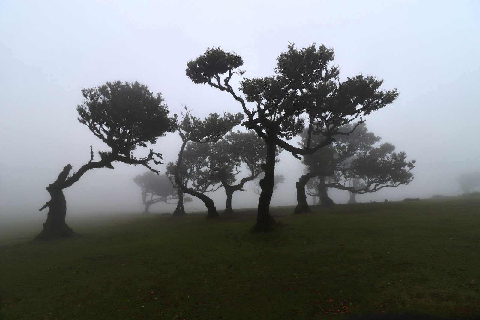 pexels-pattjjee-fanal-forest
