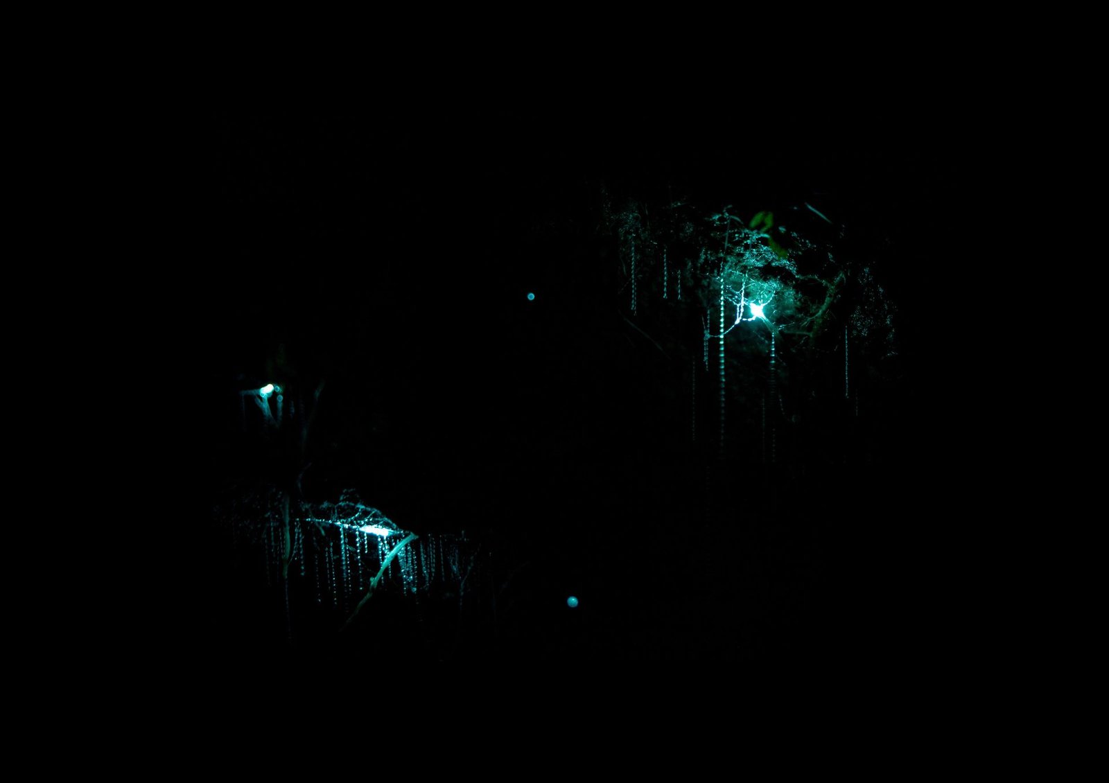 pexels-tomas-malik-Waitomo Glowworm Caves-4090101