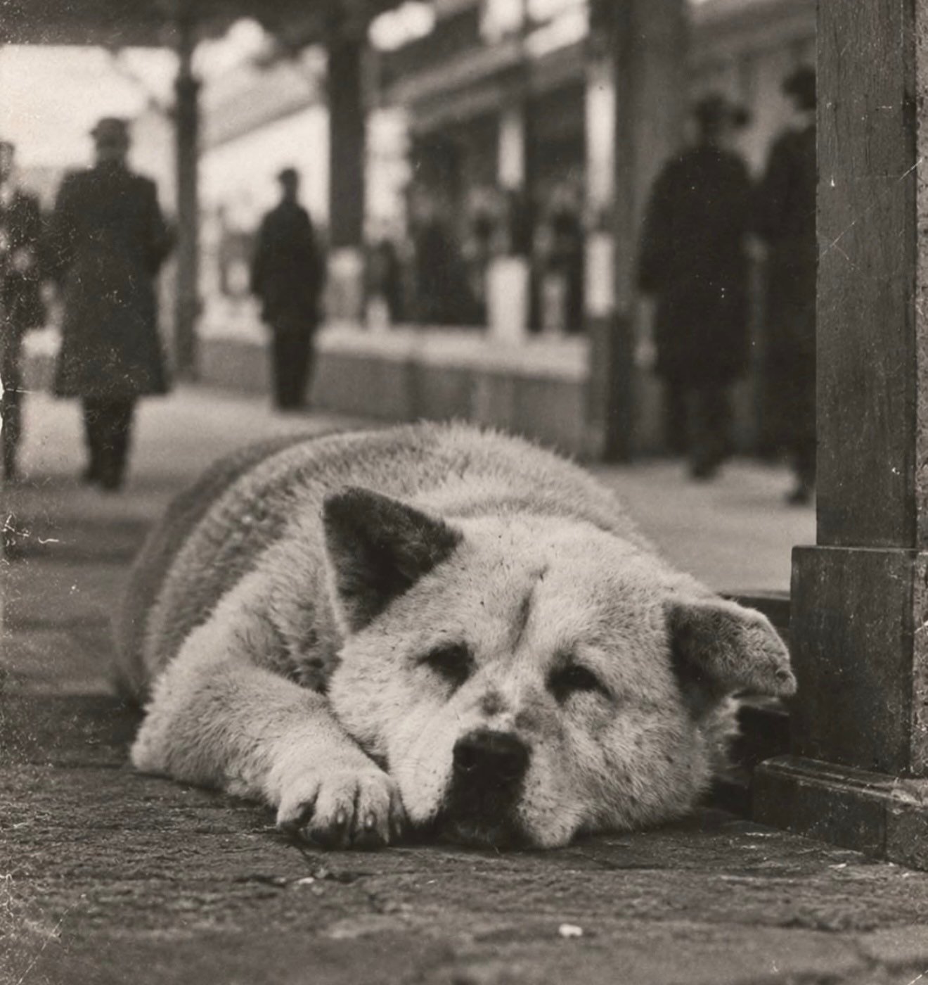 hachiko-statue-5