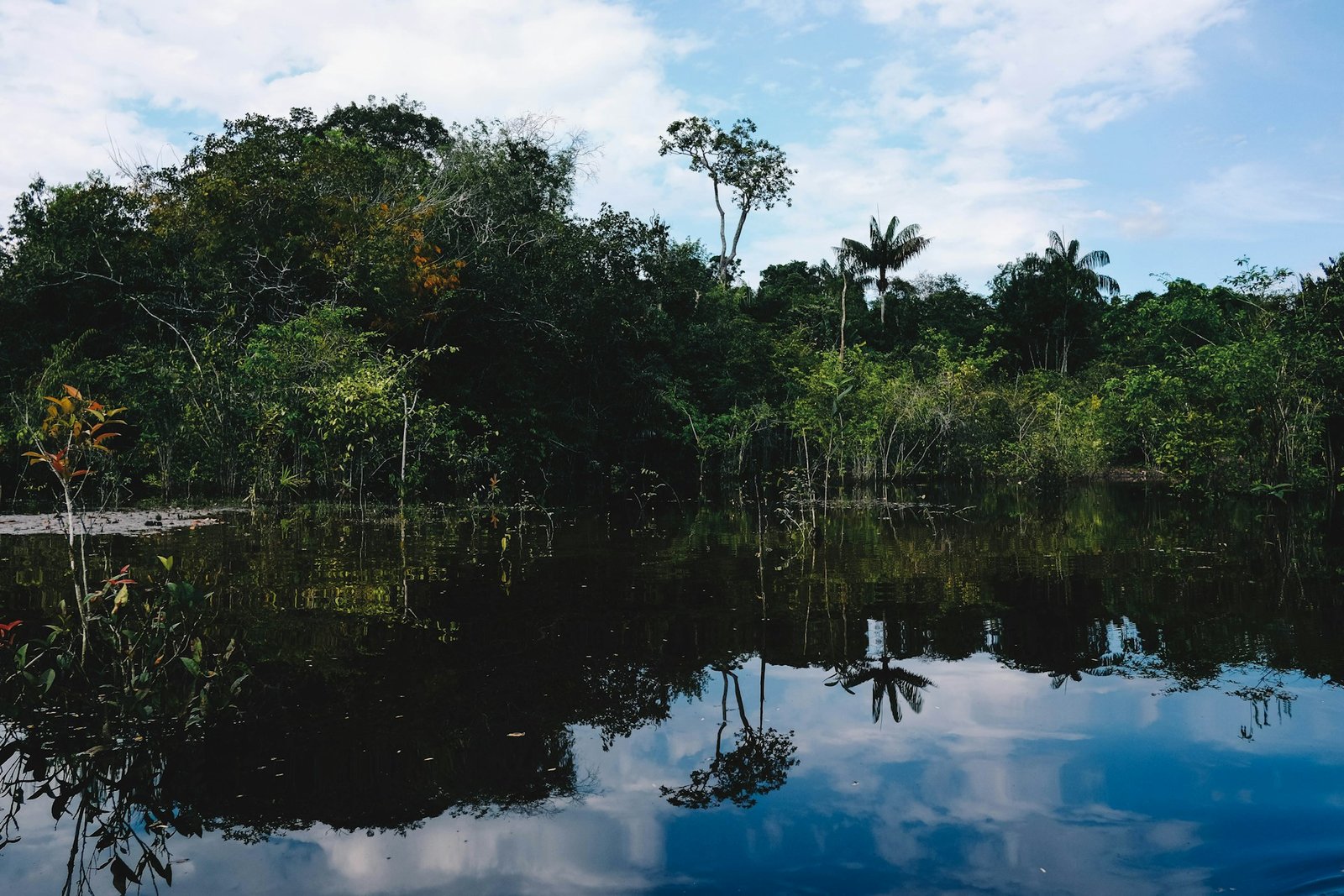 james-cheung-Manaus -unsplash