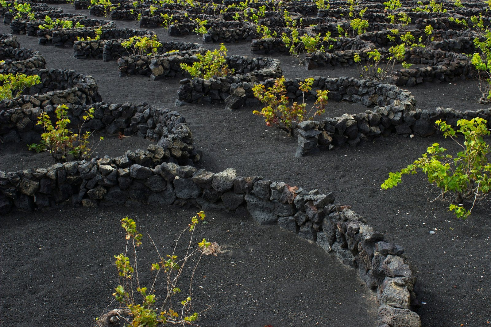 marc-eggert-Lanzarote-winefields-unsplash