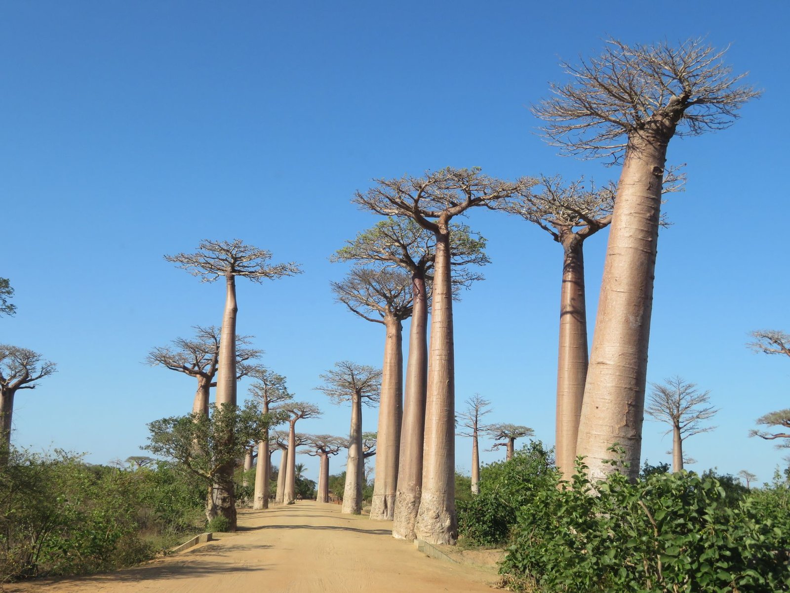 pexels-herve-meftah-Allée des Baobabs-32265190